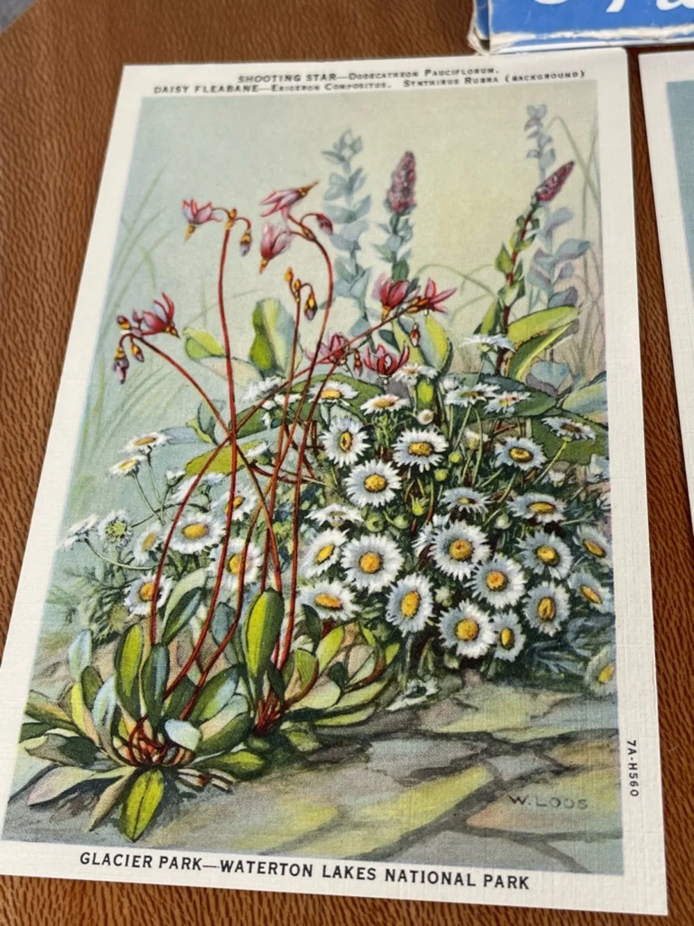 Vintage Pack of Postcards Glacier-Waterton National Parks Floral Set of 12